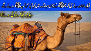 The camel was frightened and ran faster. A Story Of Camel And Prophet Hazrat Muhammad Pbuh Beauty Of Islam Youtube