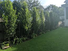 Image result for hornbeam hedge in winter
