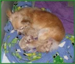 How often can dogs have puppies? Chihuahua Pregnancy A Detailed Care Guidelines