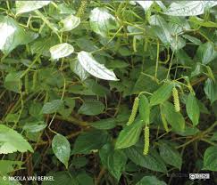 Image result for Piper capense