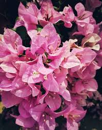 Pink Bougainvillea Plant Flower Wallpaper And Images Flower Images Flower Wallpaper Floral Texture