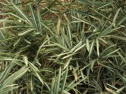 Image result for Pleioblastus fortunei