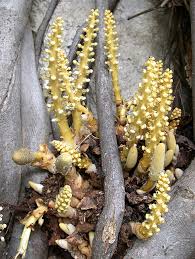 Image result for Balanophoraceae