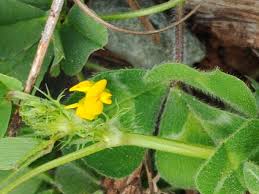 Image result for Medicago polymorpha