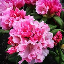 Buy rhododendron shrubs and bushes online with delivery right to your door. Yaku Prince Rhododendron For Sale The Tree Center