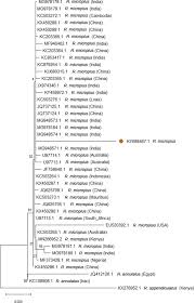 Professor theo schetters is tegen het coronavaccin, ondanks het feit dat hij vaccinatiebedrijf leidt. Invasive Cattle Ticks In East Africa Morphological And Molecular Confirmation Of The Presence Of Rhipicephalus Microplus In South Eastern Uganda Parasites Vectors Full Text