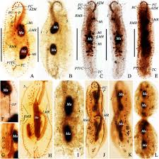 Image result for Oxyrhachis gracillima