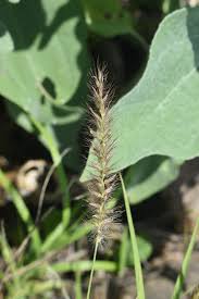 Image result for Cenchrus ciliaris