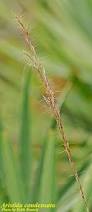 Image result for Aristida congesta