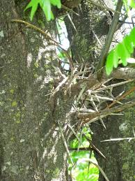 The main ornamental feature is the white flowers borne in drooping clusters in mid spring. Foraging Texas Honey Locust