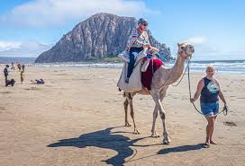Barstow / calico koa is located in yermo, california and offers great camping sites! Camel Walks On The Beach In Morro Bay Ca San Luis Obispo Tribune