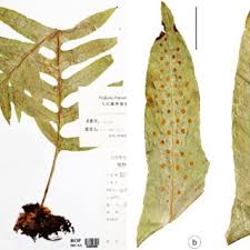 Image result for Drynaria volkensii