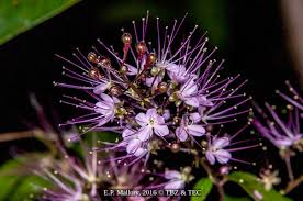 Image result for Chrysobalanaceae