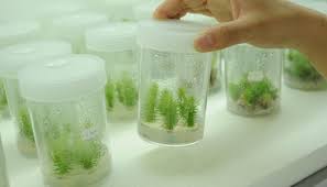 Image result for plant tissue culture