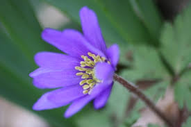 Wir verraten ihnen, wann statistisch gesehen die beste zeit für eine bewerbung ist und zu welcher jahreszeit welche faktoren eine rolle spielen. Anemone Wann Ist Die Beste Pflanzzeit