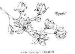 Magnolia Flowers Drawing With Line Art On White Backgrounds Flower Drawing Magnolia Tattoo Magnolia Flower