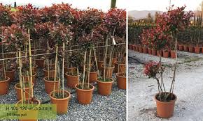 We did not find results for: Photinia X Fraseri Nana Pom Pon Garden Plants Online