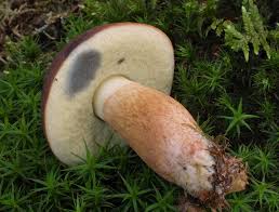 Image result for Boletus badius