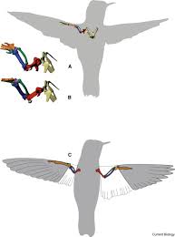We did not find results for: Hummingbird Flight Sciencedirect