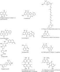 Image result for Diospyros sp. no. 1 sensu FZ