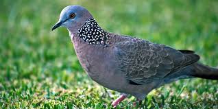 We did not find results for: Cara Merawat Burung Perkutut Agar Gacor Jinak Dan Sehat Pintarpet