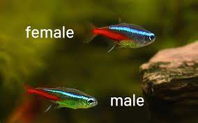 How To Breed Neon Tetras The Complete Guide Aquariumnexus