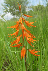 Image result for Rangaeris muscicola