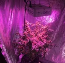 Often this number is different from the number in the led grow light's name (examples below) each grow light has a recommended light footprint. 18 Growing Pictures Ideas Hydroponics Growing Led Grow Lights