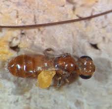 Image result for Isoglossa perdita