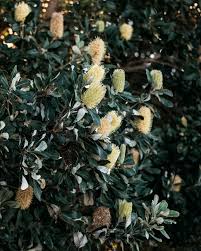 Image result for Boscia integrifolia