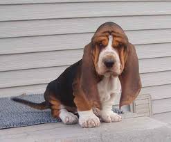 In the wild, wolves howl to communicate with one another. Basset Hound Puppies Howling Petsidi