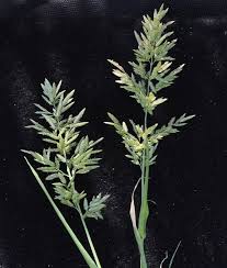 Image result for Eragrostis cilianensis
