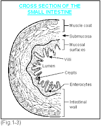 You have already seen how the. Digestive System The Pig Site