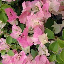 Bougainvillea care tips to grow it in containers. Caring For Bougainvillea Plants Tips On Growing Bougainvillea In Gardens