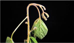 Roundup behaves like round, except that it always rounds a number up. Twisting Of Roundup Ready Soybean Stem And Petiole Followed By The Download Scientific Diagram