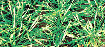 Image result for Phalaris