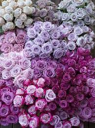 Check spelling or type a new query. The Lavender Purple Rose Study Purple Roses Beautiful Flowers Purple Flowers