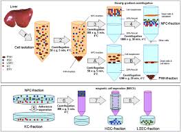 The human liver is an essential multifunctional organ. Human Parenchymal And Non Parenchymal Liver Cell Isolation Culture And Characterization Springerlink