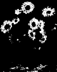 Black, with the hex code #000000, is the darkest of all colors, entirely achromatic and absorbing all light. Imagemagick Color Thresholding