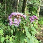 Image result for Vernonia brachycalyx
