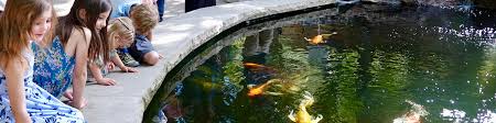 Maybe you would like to learn more about one of these? Preparing Your Pond For Winter Idaho Botanical Garden