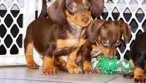 Subwoofers for computer miss bates stood in the very worst predicament in the world for. Dachshund Craigslist Petsidi