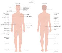 Pin On Health Human Anatomy