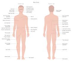 Start studying male body parts. Human Anatomy Male Body This Sample Represents The Interior And Exterior Views Of The Male Body Contai Human Anatomy Human Body Anatomy Human Body Organs