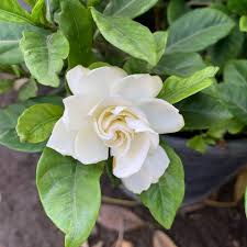 Image result for Gardenia