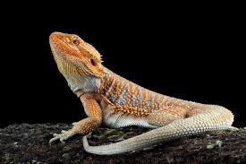 Bearded Dragon Complete Lighting And Heating Guide – Zen Habitats