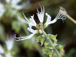 Image result for Ocimum filamentosum