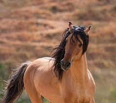 Stallion = stalled one.) stallion is also used to refer to males of other equids, including zebras and donkeys. Kiger Mustang Stallion Lives Returntofreedom Wildhorseconservation Visit Us This Summer And Help America S Wild Mus Horses Mustang Horse Wild Horses Mustangs