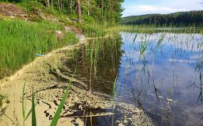 I början av sommaren kan vind och strömmar föra samman pollen i tätare stråk, vilket kan likna algblomning med gulaktiga ansamlingar av cyanobakterier. Finlands Miljocentral Algsituationen Ar Lugn Enskilda Blagronalgobservationer I Insjoar Och Havsomraden