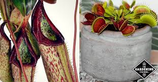 Many that are natives of southern zones may not survive winters in northern climates. How To Grow Carnivorous Plants Gardening Channel